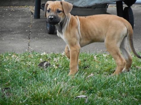 Our puppies are raised around children. View Ad: Cane Corso-Rhodesian Ridgeback Mix Litter of ...