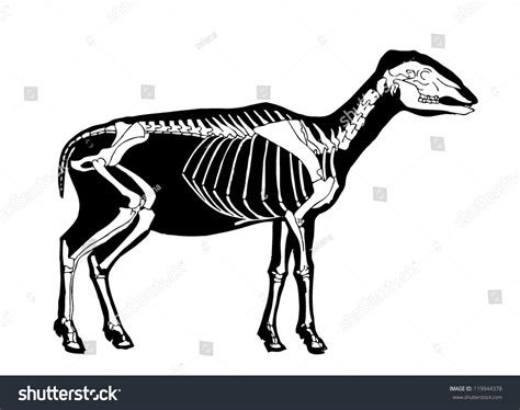 Sheep Skeleton Stock Vector Illustration 119944378 Shutterstock