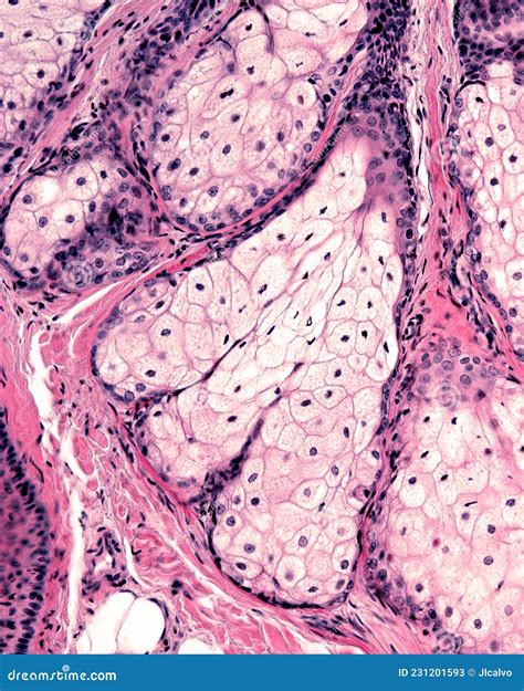 Human Skin Sebaceous Gland Stock Image Image Of Hematoxylineosin