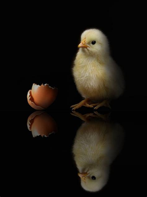 Cute Chicken Wallpapers Top Free Cute Chicken Backgrounds