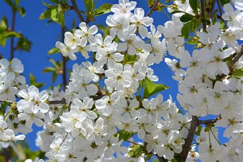 Sweet White Flowers Blooming Cherry Tree Cherries In The Spring Stock