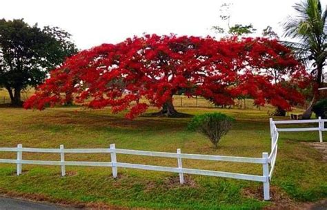 Gorgeous FlamboyÁn Tree Puerto Rico Island San Juan Puerto Rico
