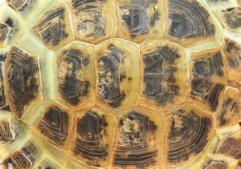 Turtle Shell Texture Stock Photos Pictures And Royalty Free Images Istock
