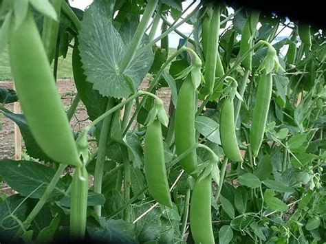 60 Sugar Snap Pea Seeds For Planting Heirloom Non Gmo 14