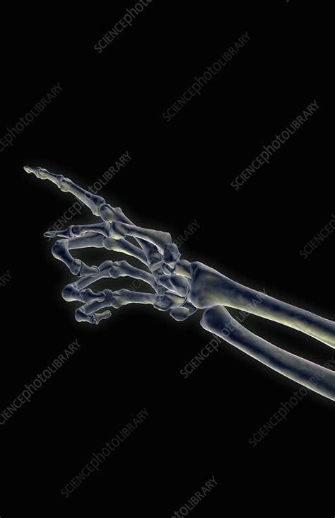 Skeletal Hand Stock Image C Science Photo Library