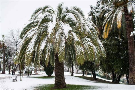 Palm Trees In Illinois Can They Survive The Cold Winters Sarpo