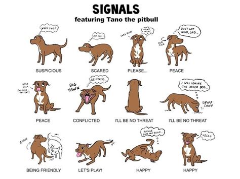 Mensage And Co Dog Body Language Dog Language Pitbulls