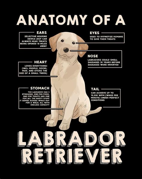 Labrador Retriever Anatomy