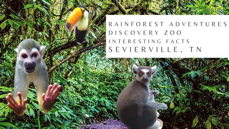 Want To Learn More About Rainforest Animals Check Out My Video About