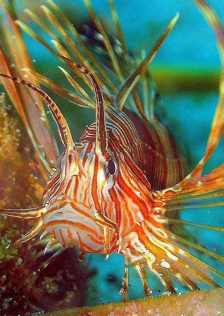 17 Best Underwater Favorites Lionfish Images Underwater Sea Creatures Underwater Life