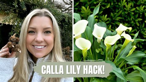 Calla Lily Hack How To Get Your Calla Lilies Blooming Sooner This