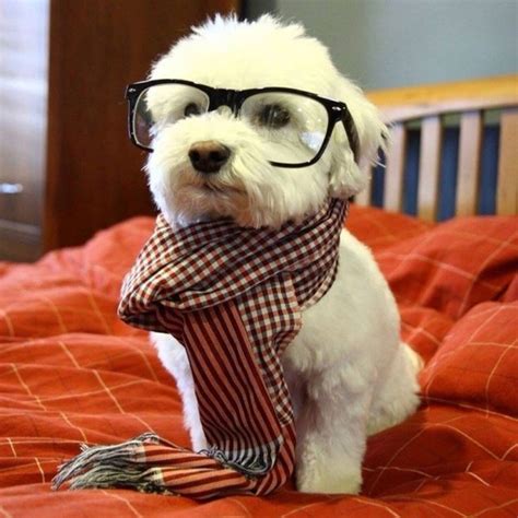 Cute Dog Wearing Glasses And A Scarflooks Like A Nerd Hipster Dog