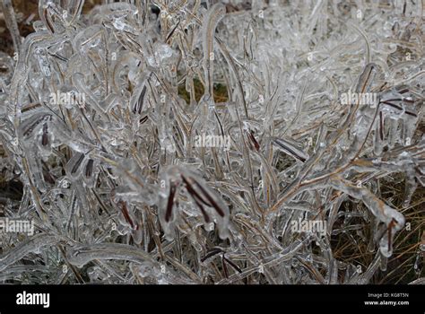 Close Up Of Tree Branches Covered In Ice From An Ice Storm Conception