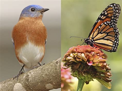 The Birds And The Butterflies Showing At Museums Nature Art Gallery