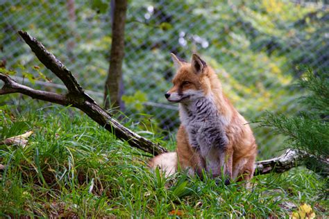 Free Images Nature Female Wildlife Fauna Red Fox Animals