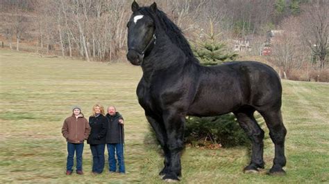 This Is The Biggest Horse To Ever Roam The Planet