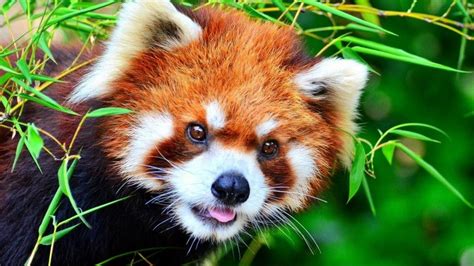 Nepal Closes A National Park To Give Mating Red Pandas Some Privacy