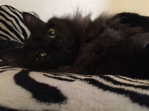 Glamor Shot Of My Baby Girl Cinder Blackcats