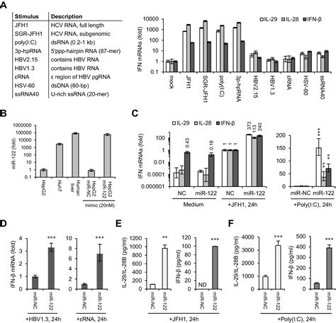 Microrna 122 Supports Robust Innate Immunity In Hepatocytes By