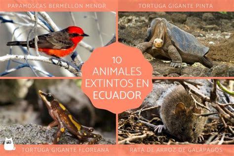 10 Animales Extintos En Ecuador Nombres Y Fotos