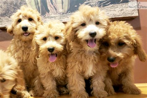 Goldendoodle Puppy For Sale Near Madison Wisconsin A98fa790 2ac1