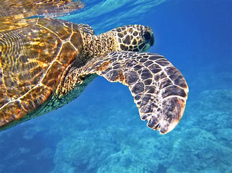Sea Turtle Green Giant · Free Photo On Pixabay