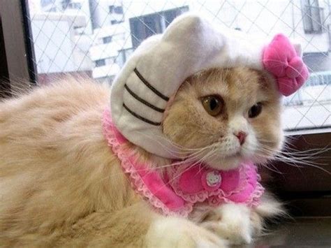 Cute Cat Is Hello Kitty Kitty Pet Costumes I Love Cats