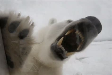 A Wildlife Cameraman Comes Face To Face With A Fierce 1000kg Polar