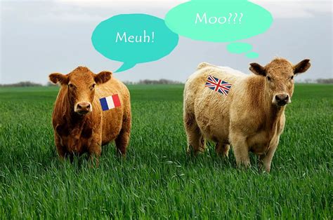 Do Cows Go Meuh Or Moo Sound And Meaning In The English Language