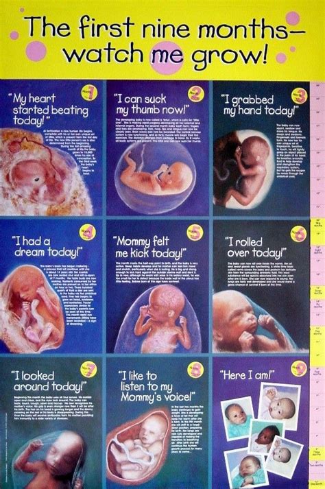 Fetal Development Pro Life Pinterest