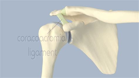 Acromioclavicular Joint Anatomy Youtube