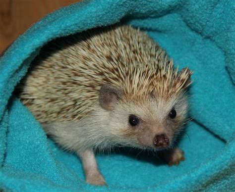 Available West Coast Hedgehogs Baby Hedgehogs For Sale In Oregon