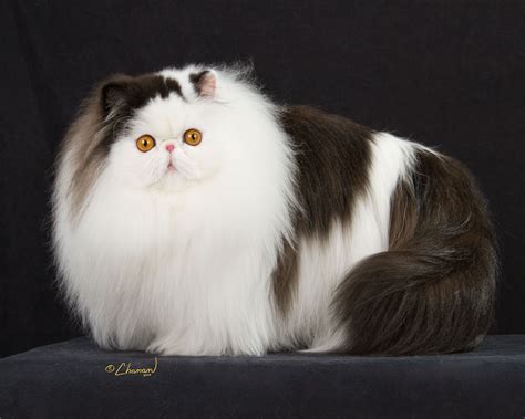 Most Popular Persian Cat Colors Dogs And Cats Wallpaper