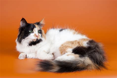 Is Your Kitty A Norwegian Forest Cat Mix