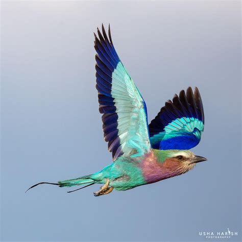 Wildlife Photographer On Instagram Beautiful Lilac Breasted Roller