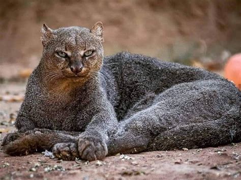 The Jaguarundi Joe Saw I Made Sure To Edit Out His Neighbor In The