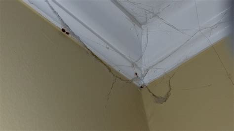 Pests We Treat Bed Bugs In Old Bridge Nj Bed Bugs On Ceiling In