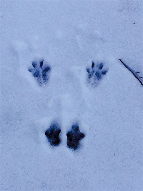 Bunny Footprints In Snow Holiday Ideas Pinterest