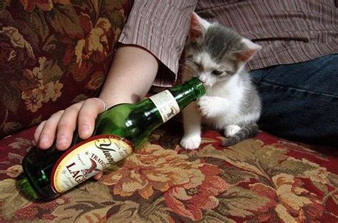 Cats Who Love Beer 25 Pics