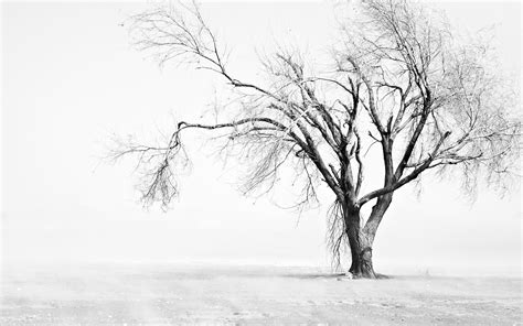Free Download Tree Wallpaper Black And White 2560x1600 For Your
