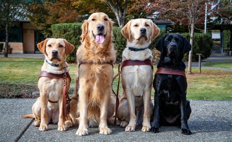 Guide Dogs For The Blind Joins Be My Eyes