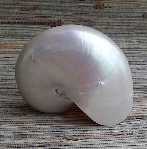 Large Pearl Nautilus Shell 6 Specimen Curiosities Collection