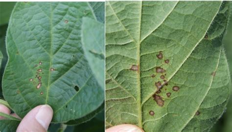 Frogeye Leaf Spot Osu Soybean Diseases
