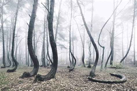 The Crooked Forest One Of The Most Unusual Forests By Kilian