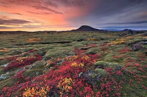 Iceland In Fall Viajes Flores Foto