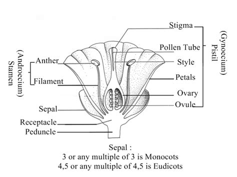 The carpel is the individual female reproductive part of a flower. Blog of Science: Angiosperm : Anthophyta