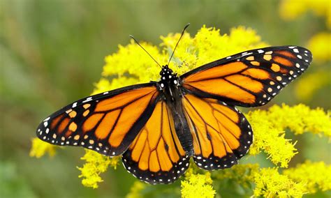 Monarch Butterfly Conservation