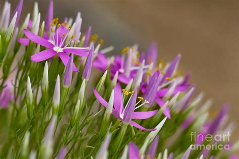 Mountain Pinks First Blooms Photograph By Karin Gandee Fine Art America