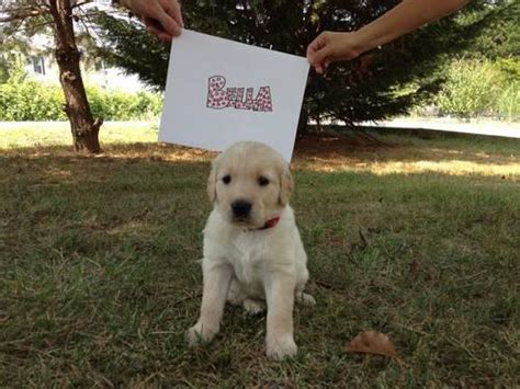 Golden puppies for sale 1 male and 4 females. ADORABLE AKC Golden Retriever Puppies for Sale in ...
