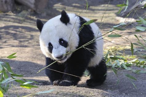 Young Panda Carrying His Bamboo By Josef Gelernter Via 500px With
